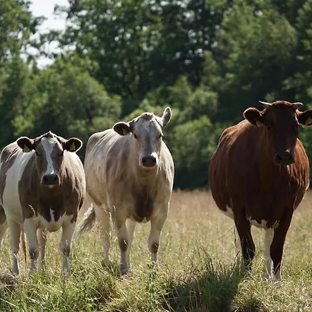 Cozy In Appartamento *