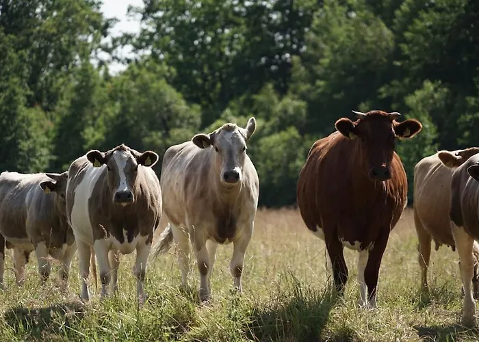 Cozy In Apartament *